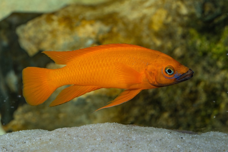 Neolamprologus longior